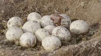 Dinozavrlar olamiga sayohat Uzbek tilida 2013 O'zbekcha tarjima film Full HD skachat skrinshot 1