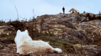 Bo'rilarni chorlama Uzbek tilida 1983 O'zbekcha tarjima kino HD skrinshot 1