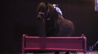 Dolli va Sapanki sarguzashtlari Uzbek tilida O'zbekcha 2019 tarjima kino Full HD tas-ix skachat skrinshot 2