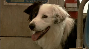 Timsoh / Krokodil ujas film Uzbek tilida 2006 O'zbekcha tarjima film Full HD skachat skrinshot 4