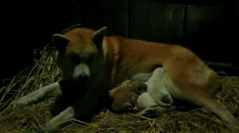 Xatiko tarixi Uzbek tilida 1987 O'zbekcha tarjima kino HD skrinshot 3