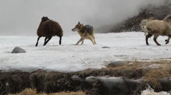 Chol Qozoq Filmi Uzbek tilida 2012 O'zbekcha tarjima kino HD skrinshot 3