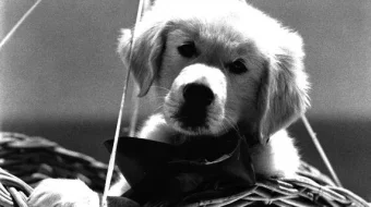 Napalyon Uzbek tilida 1995 O'zbekcha tarjima kino HD skrinshot 2