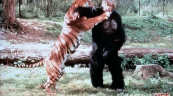 Maxluq / Yirtqich / Hayvon Fransiya retro filmi Uzbek tilida O'zbekcha 1977 tarjima kino Full HD tas-ix skachat skrinshot 3