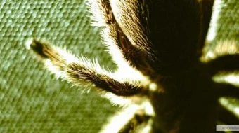 Murda yig'uvchi Kolleksioner / Kolleksioner 1 Uzbek tilida 2009 O'zbekcha tarjima kino HD skrinshot 4