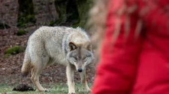 Mening Bo'rim / Bo'ri do'stim Fransiya filmi Uzbek tilida 2022 yil premyera kino O'zbekcha tarjima kino HD skrinshot 2