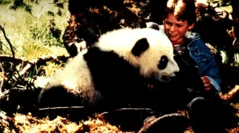 Pandaning ajoyib sarguzashtlari Uzbek tilida 1995 O'zbekcha tarjima film Full HD skachat skrinshot 2