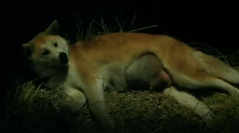 Xatiko tarixi Uzbek tilida 1987 O'zbekcha tarjima kino HD skrinshot 1