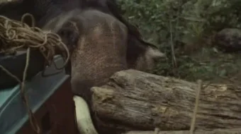 Qora tog' Hind kino va Mosfilm SSSR kinosi Uzbek tilida 1971 O'zbekcha tarjima kino HD skrinshot 3
