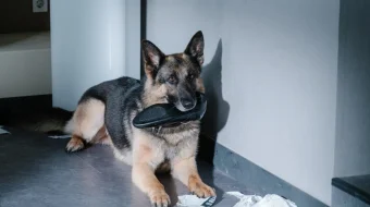 Миссия- Спасти панду 2020 Tas-ix skachat skrinshot 2