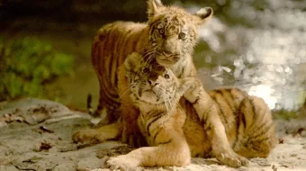 Ikki aka-uka Uzbek tilida 2004 O'zbekcha tarjima film Full HD skachat skrinshot 3