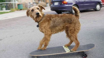 O't o'chiruvchilar Uzbek tilida 2006 kino HD skrinshot 4