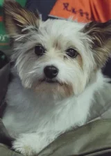 Pina