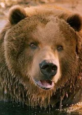 медведь Барт